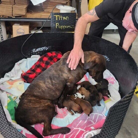 Titan On The Grid Newsletter: February 2025 8 dogs in dallas office